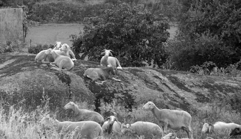 選擇合適的黑白打印機：實用指南與情感連結