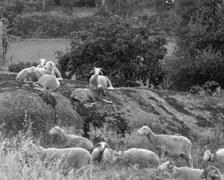 選擇合適的黑白打印機：實用指南與情感連結