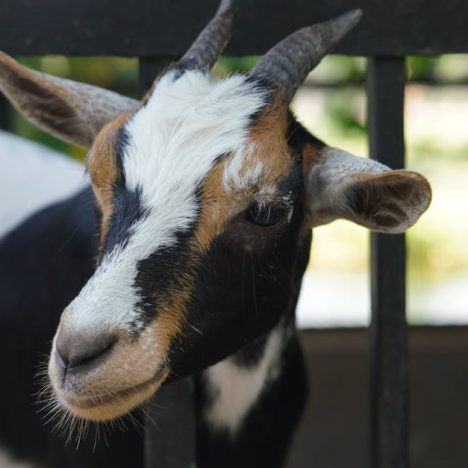 試管嬰兒注意事項：務實且輕鬆的指南