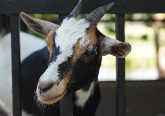 打法令紋：探究這條歲月的痕跡