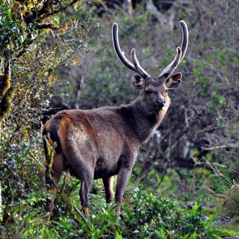 酒店下午茶體驗的全面報導