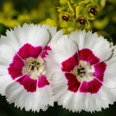 麗珠蘭的專業指導報告