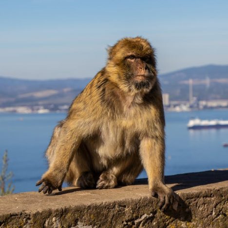 # 一換一：深入解析與娛樂應用